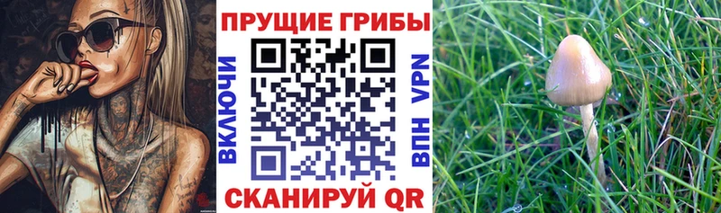 Купить  Дмитриев  Галлюциногенные грибы Psilocybine cubensis 